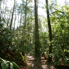 Rough Trail